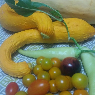 2nd year growing system established