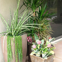 Succulents in containers