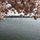 mary_kolock