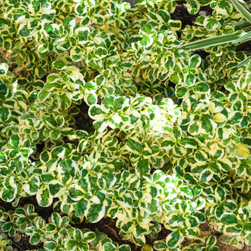 Jardín tropical en Villa de lujo
