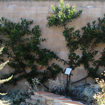 2016 Native Plant Garden Tour
