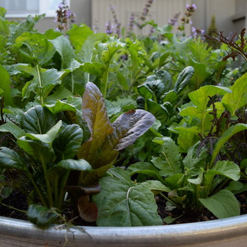 Vegetable garden