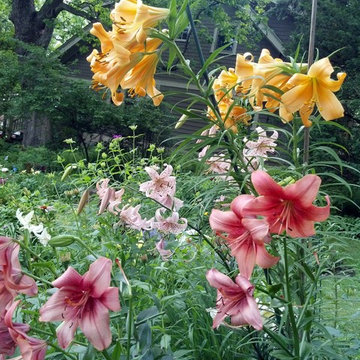 Colorful lilies