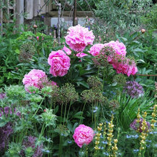 garden beauty