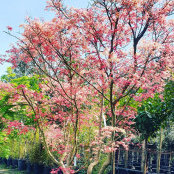 Dela Kay's photo