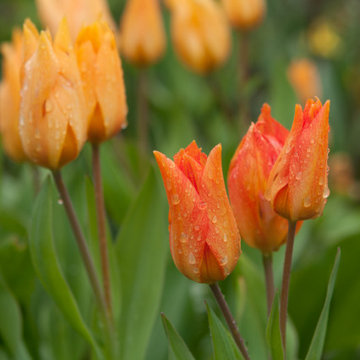 Spring Bulb Blast--Inspiration for a challenging time