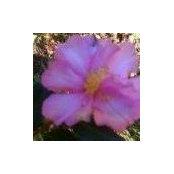 Pat Fortney's photo