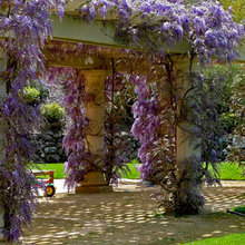 Pergola