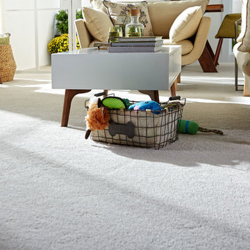 STAINMASTER® carpet