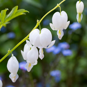 Courtyard garden - traditional