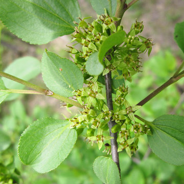 Common Buckthorn