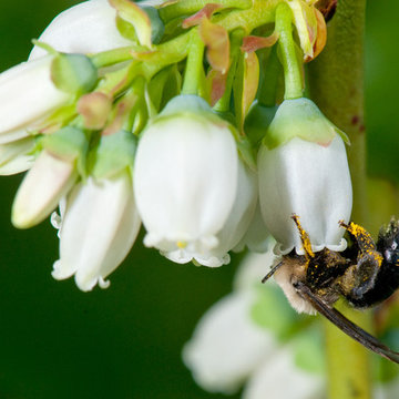 Andrena