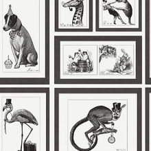 Wallpaer front runners