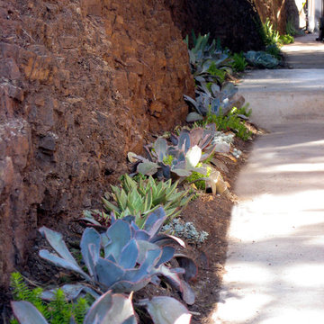 Sausalito, CA - Row of Succulent Combinations Adorn the natural chert rock wall
