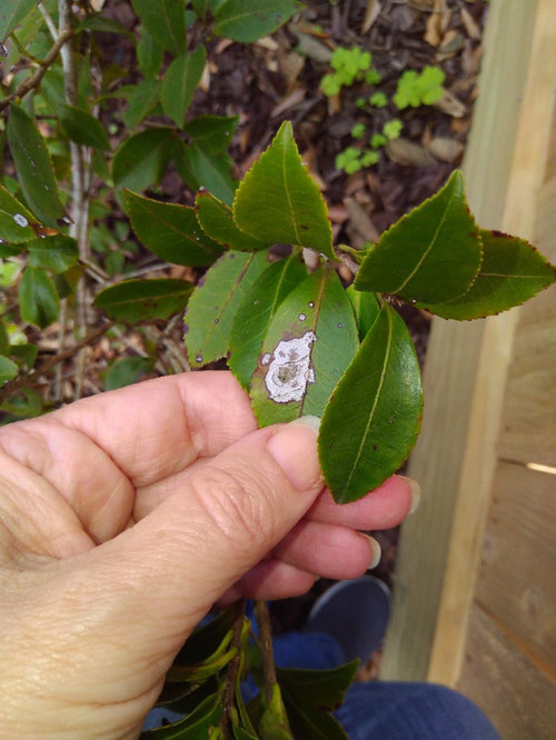 Help Identifying Disease on Camellia