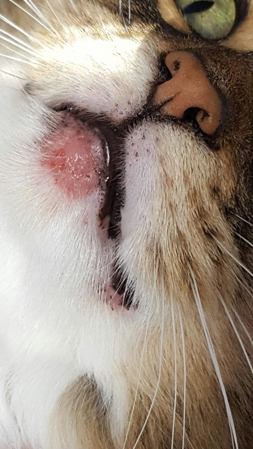 Why Is My Cat S Lower Lip Swollen