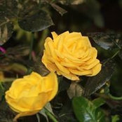 Tonya Scioli's photo