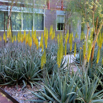 Succulents