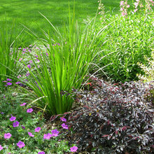 landscape/yard