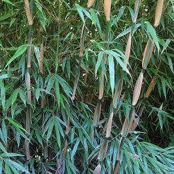 Fargesia sp 'Rufa' - Plants