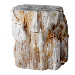 Ancient Petrified Wood Stump Base - Products