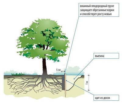 Сохранение деревьев на участке
