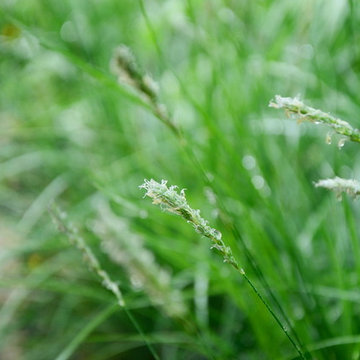 Hillside with Habitat and Food
