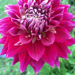 Cut Flower Arrangements - Products