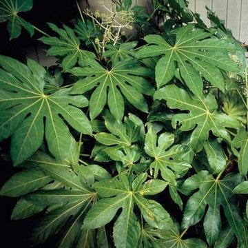 Japanese Aralia