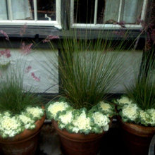 Container plantings