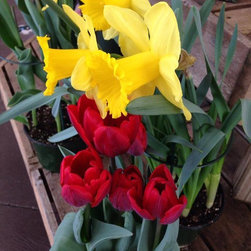 Nursery - Gardening And Lawn Care