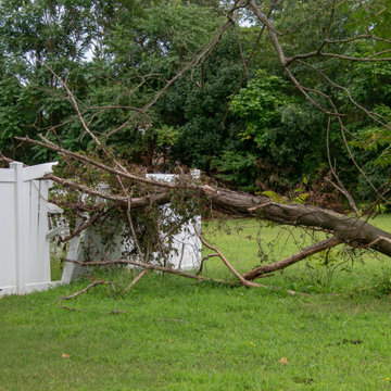 Tulsa Tree Service, Stump Removal, Stump Grinding, Tree Trimming, Tree Removal