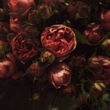 Floral Colour Palettes: Deep Dusky Rose