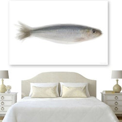 Sardine Artwork - Fine Art Prints