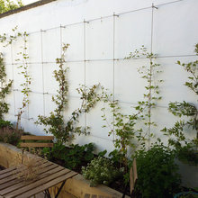 Trellis