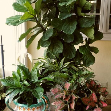 Patio Paradise