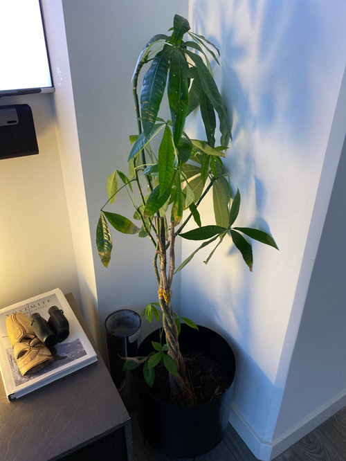 Money Tree Struggling