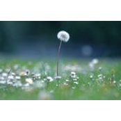 Niki Smith's photo