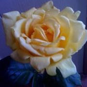 Cheryl Garrison's photo