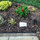 marcia_wrangham