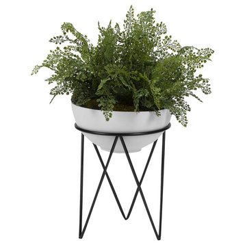 Maiden Hair Fern, White Bowl With Metal Stand