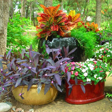 potted plant ideas