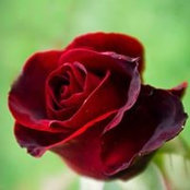 Mona Hamdan's photo