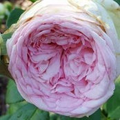 Cindy Ryall's photo