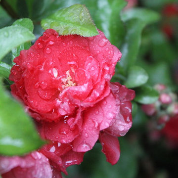 Double Take™ 'Pink Storm' Quince