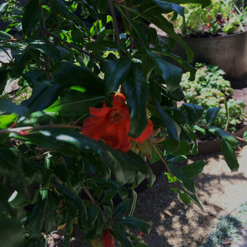 Veteran Avenue, Mar Vista