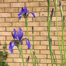 Spring Garden