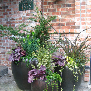 シアトルの中サイズのトラディショナルスタイルのおしゃれな前庭のテラス (コンクリート板舗装	、日よけなし) の写真