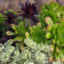 alpa_kohli_front_yard_plants