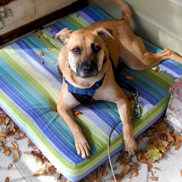 Miles' Custom Sunbrella Dog Bed
